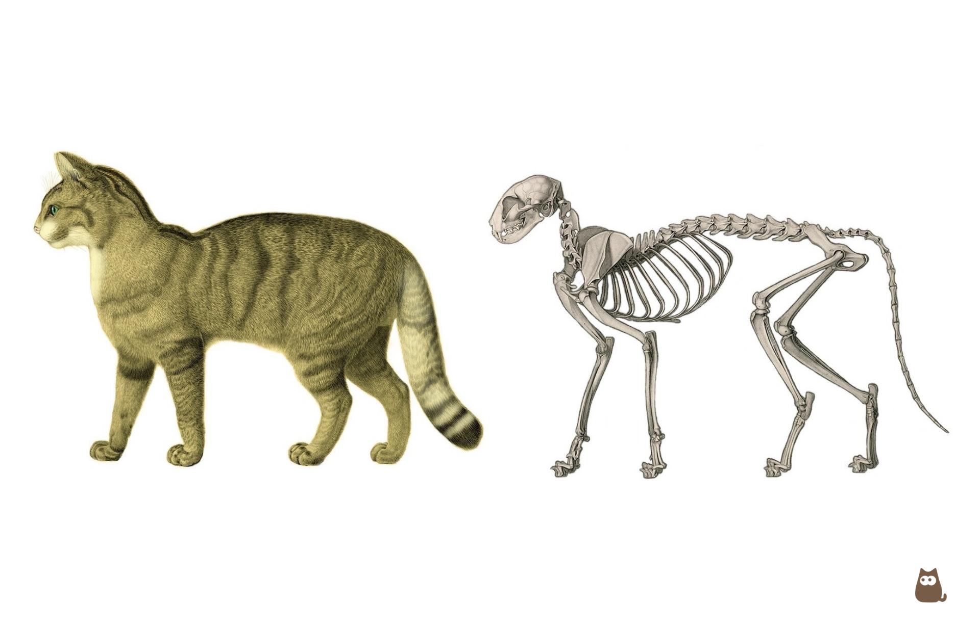 How to Tell if a Cat's Tail Is Broken and What to Do - Symptoms and ...