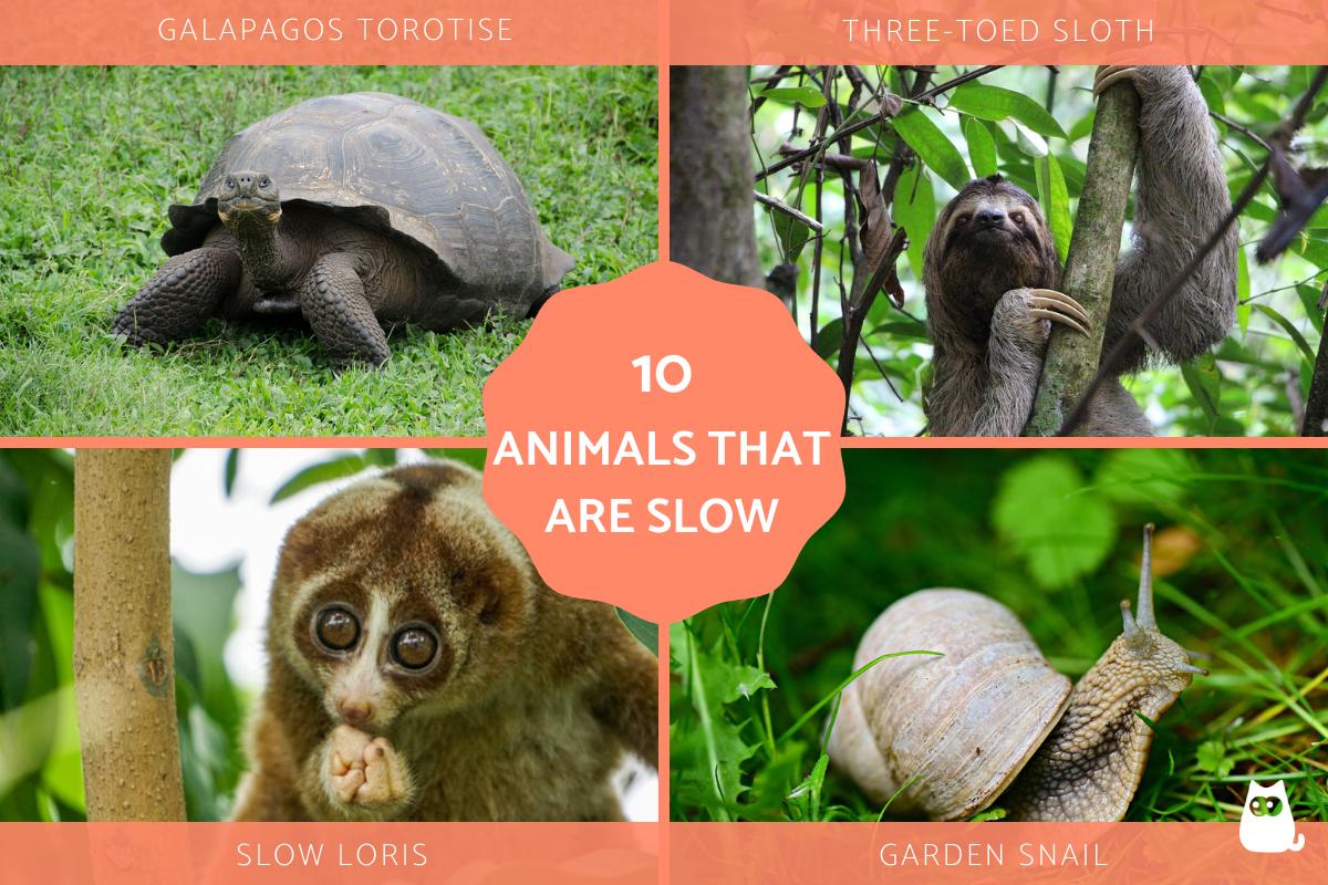 Animals That Are Slow - Slowest Animals
