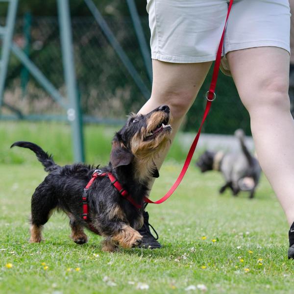 Dog Training Guide - Basic Level