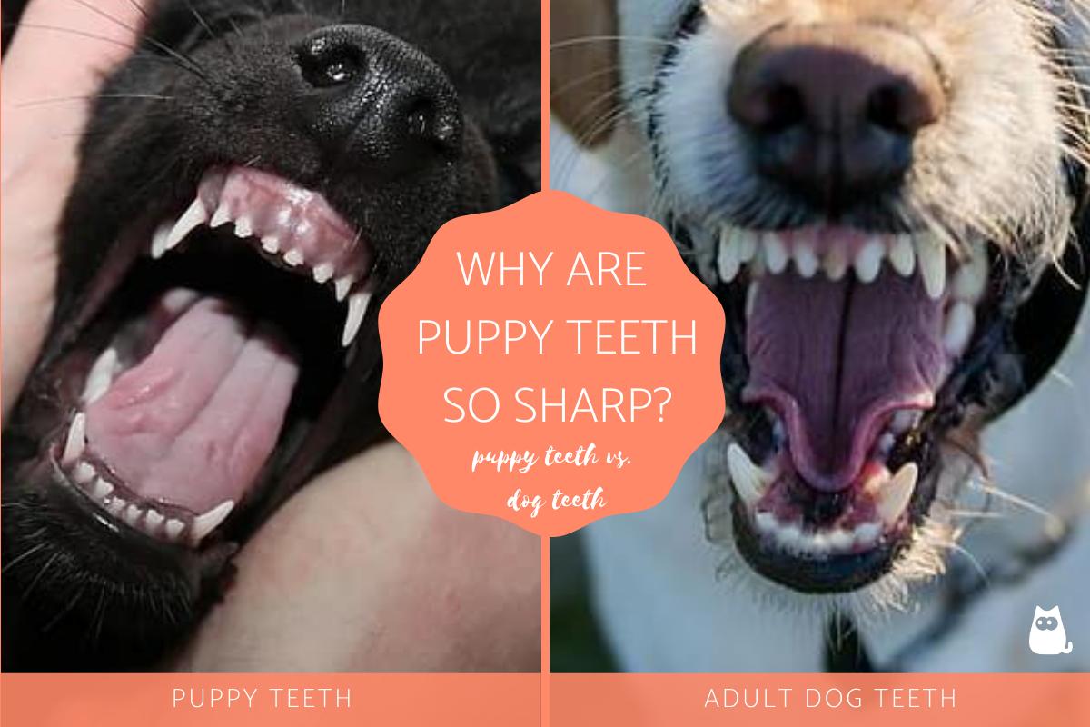 Why Are Puppy Teeth So Sharp?