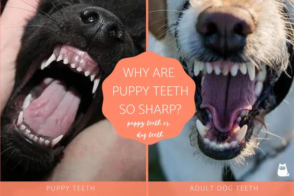 Why Are Puppy Teeth So Sharp?