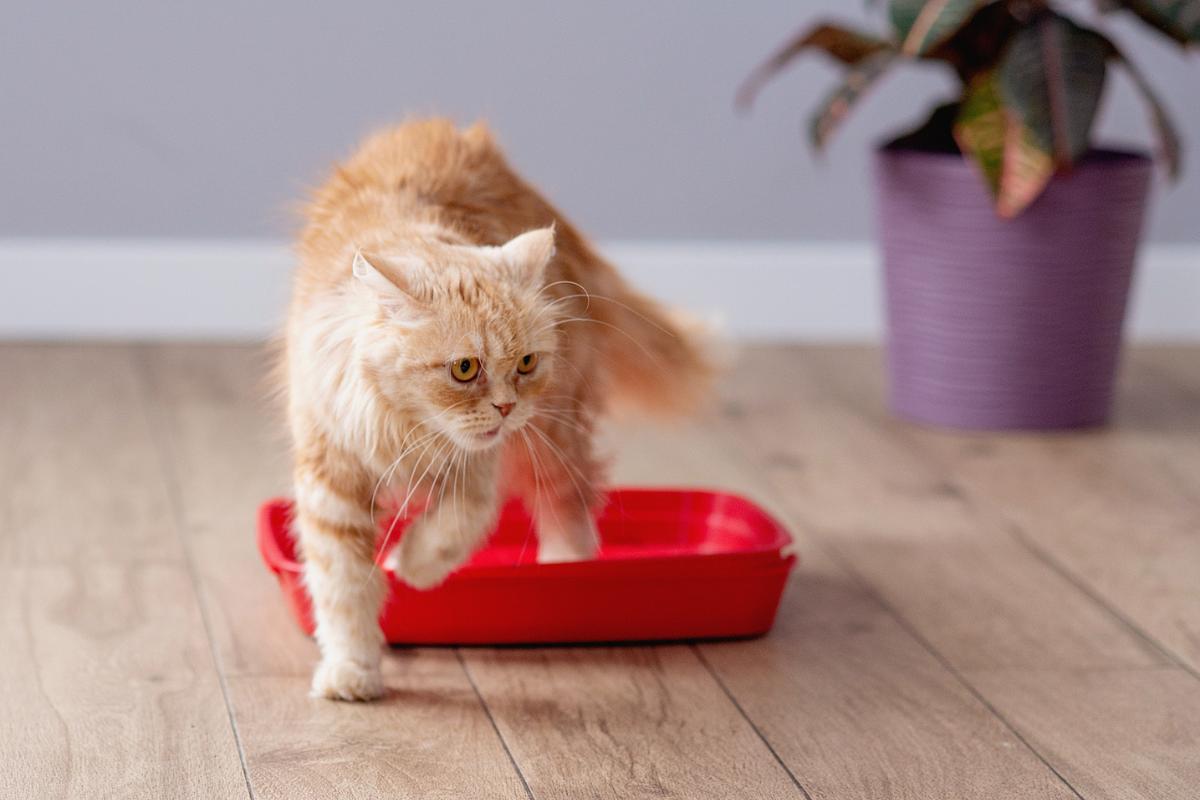 Why Do Cats Run Away From Their Poop?