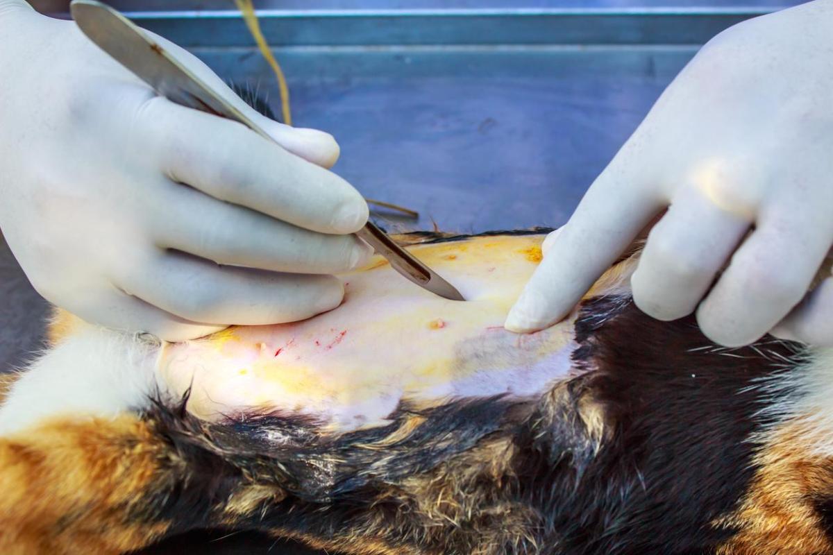 C-Section in Cats Procedure and Aftercare