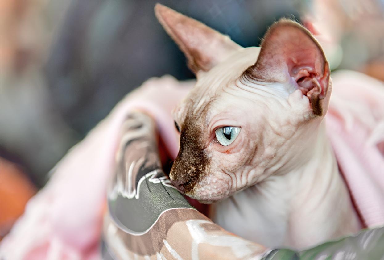 My Sphynx Cat Has Hair - Sphynx Cats With Hair