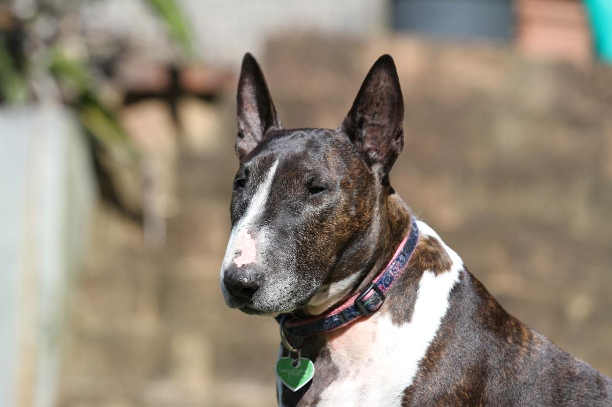 Tips to Train a Bull Terrier