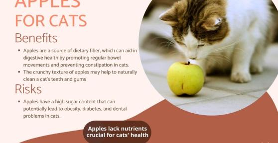 Can Cats Eat Apples?