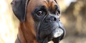 Life Expectancy of Boxer Dogs