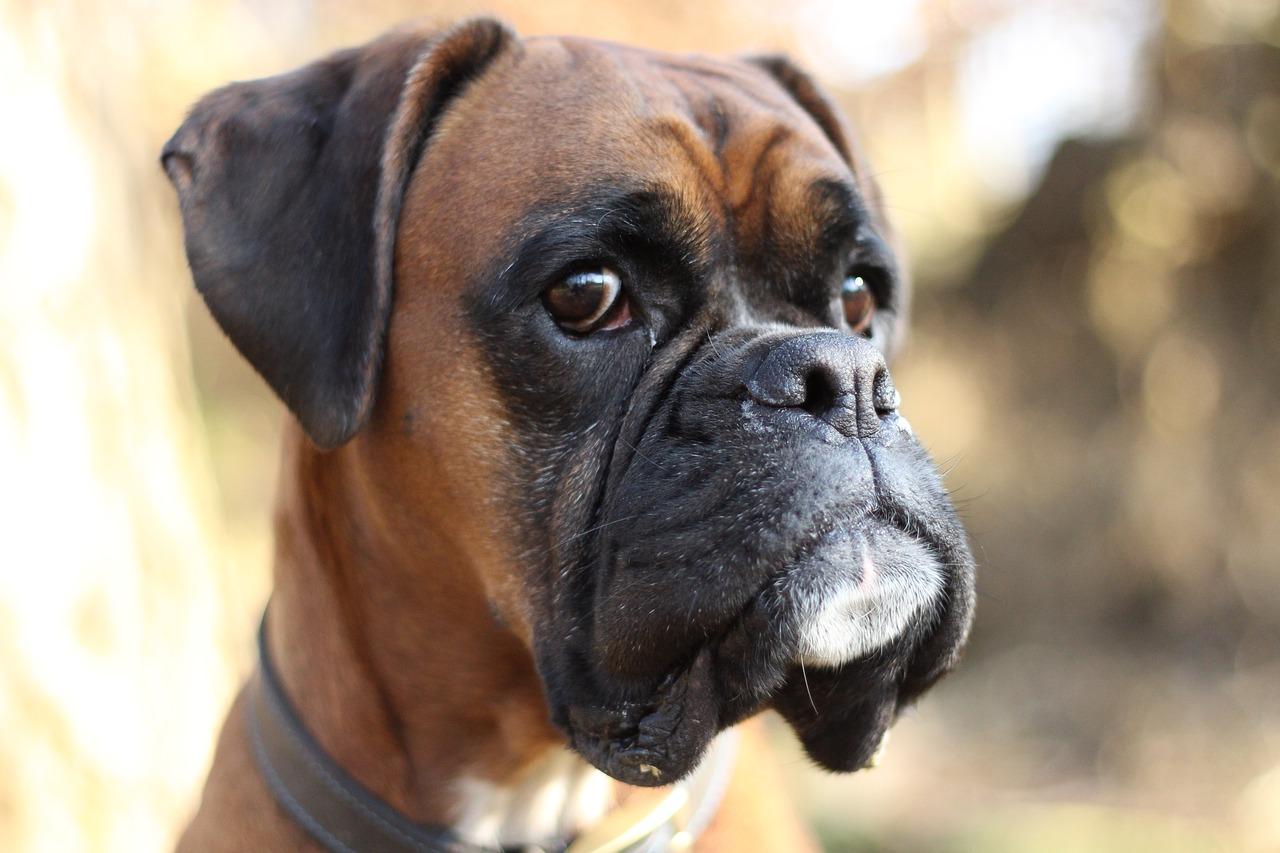 Life Expectancy of Boxer Dogs Average Boxer Dog Lifespan