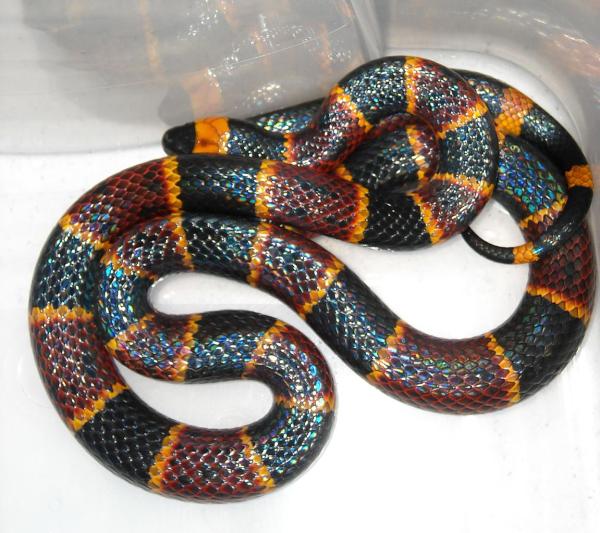 Coral Snakes as Pets: Guidelines and General Tips