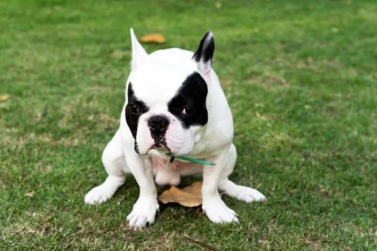 Diarrhea in Elderly Dogs - Types, Causes and Treatment