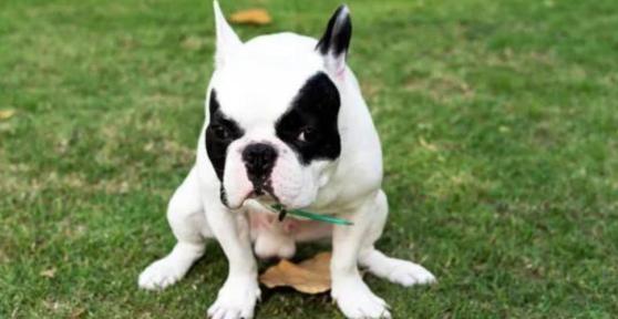 Diarrhea in Elderly Dogs - Types, Causes and Treatment