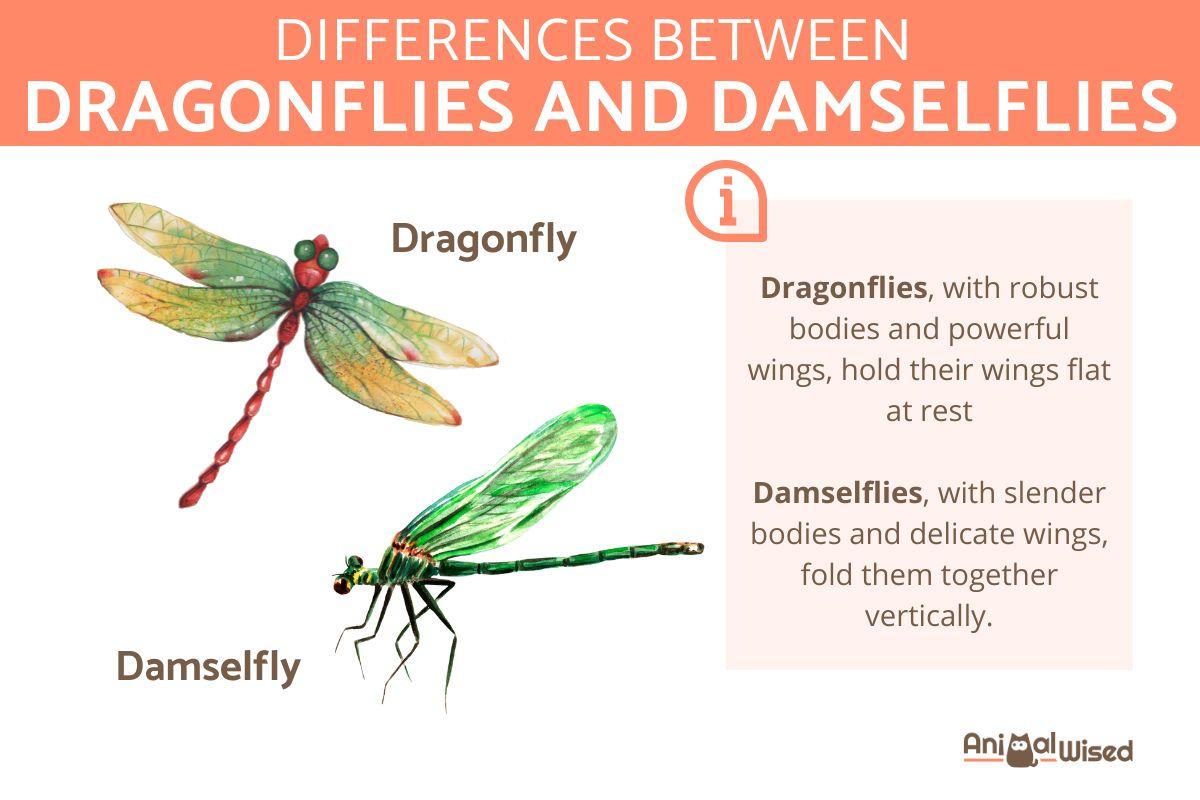 Differences Between Dragonflies and Damselflies