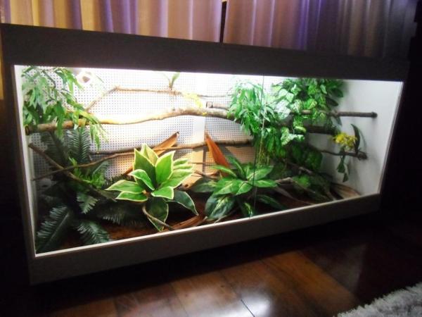 Coral Snakes as Pets: Guidelines and General Tips - What does a pet coral snake need? Basic requirements