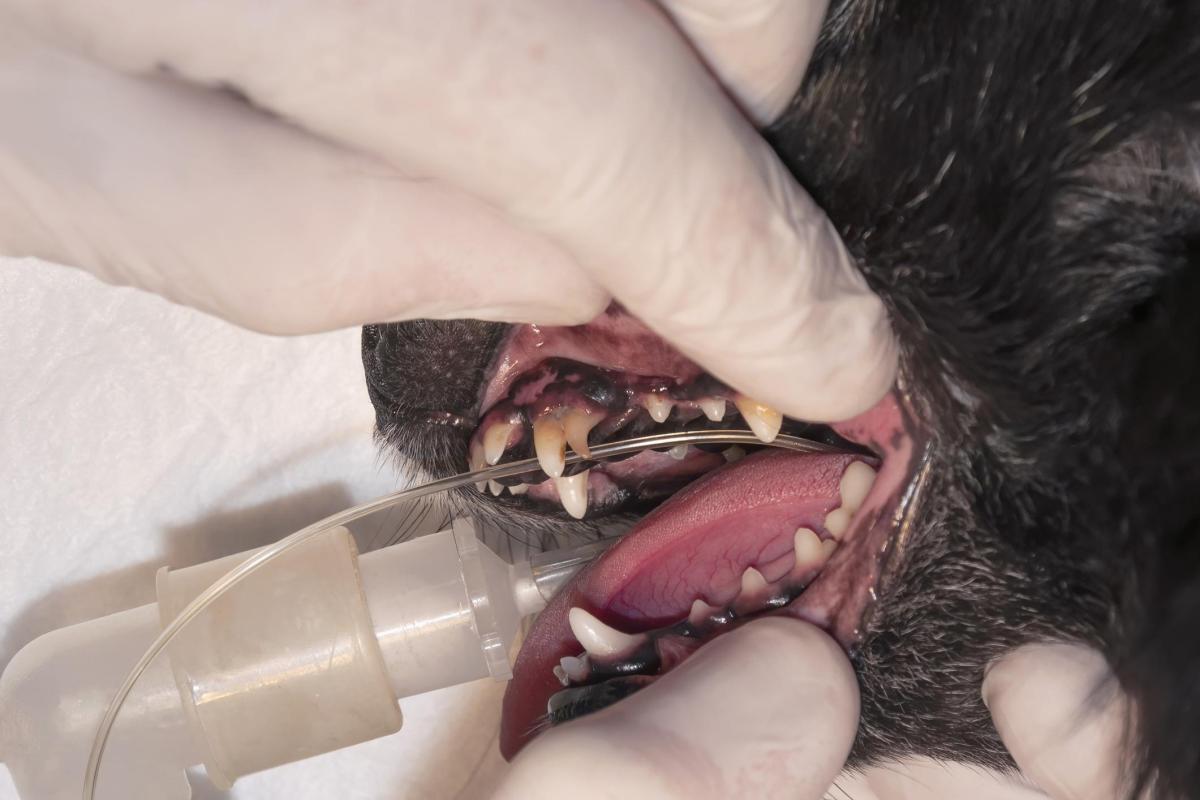 My Dog's Baby Teeth Are Not Falling Out