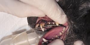 My Dog's Baby Teeth Are Not Falling Out
