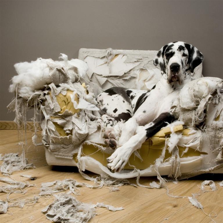 Tips to Stop your Dog Biting the Furniture