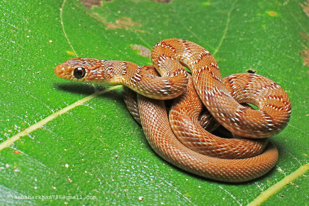 Non-Venomous Snakes in India