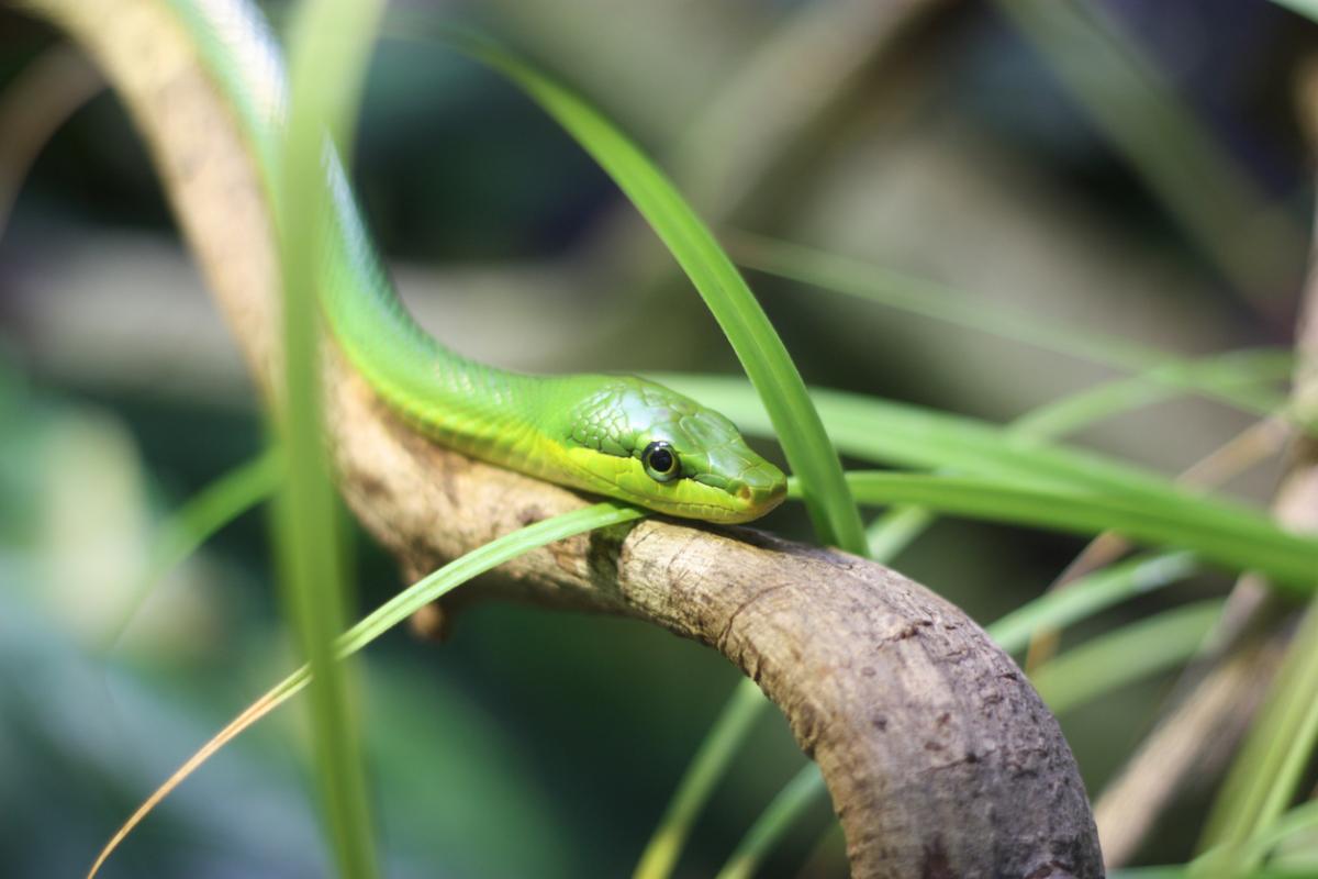 Non-Venomous Snakes in India