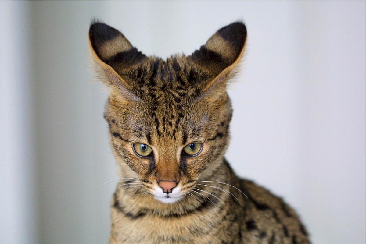 Top 10 Unique Cat Breeds