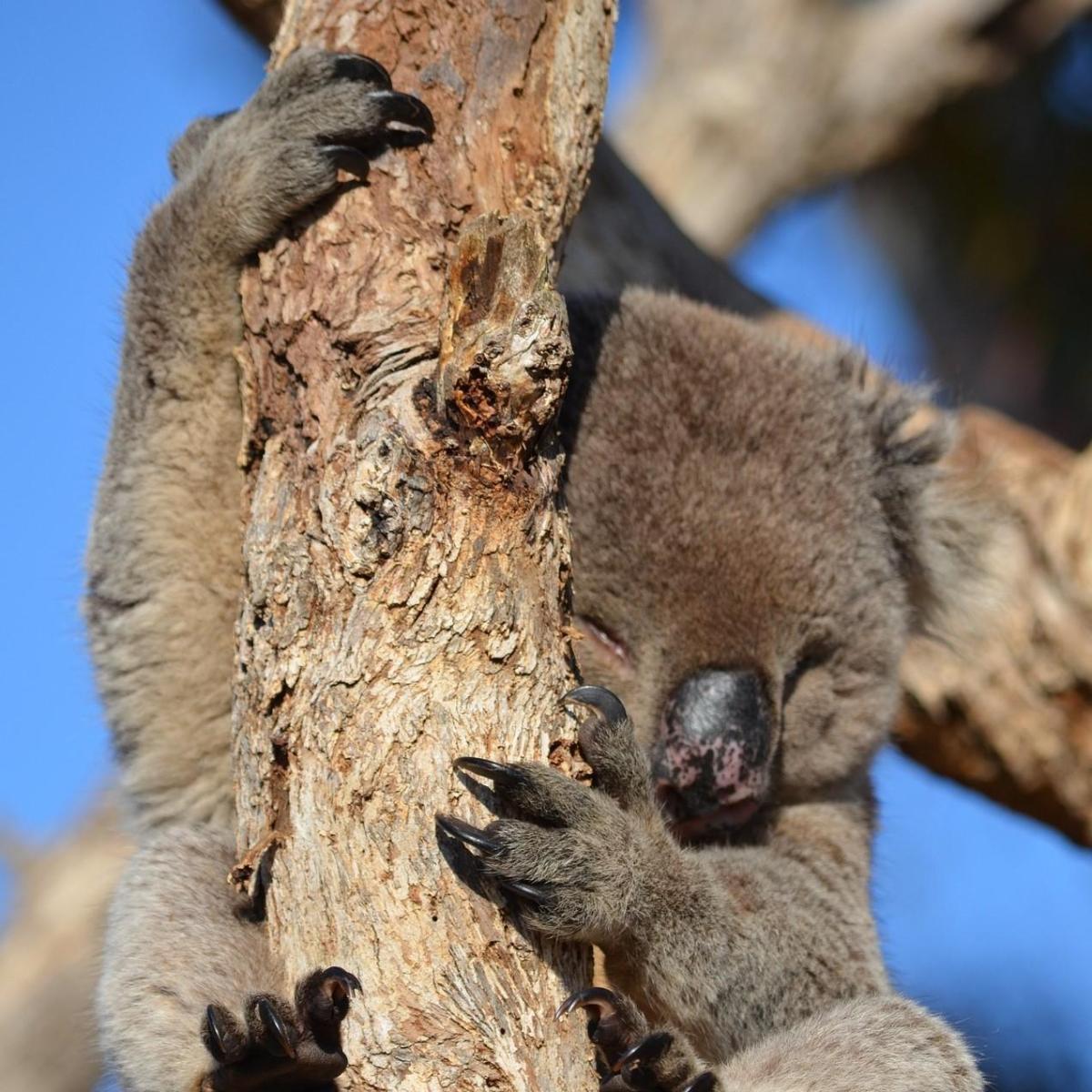 Where Do Koalas Live?
