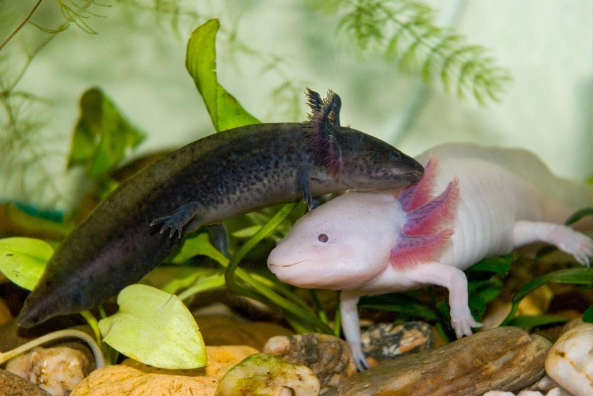 Axolotl Reproduction