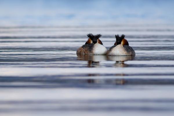 How Do Birds Sleep? - Do birds sleep at night?