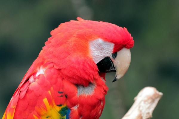 How Do Birds Sleep?