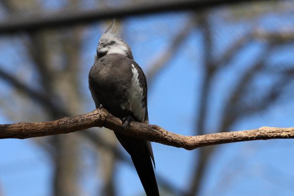 How Do Birds Sleep? - How do birds sleep without falling?