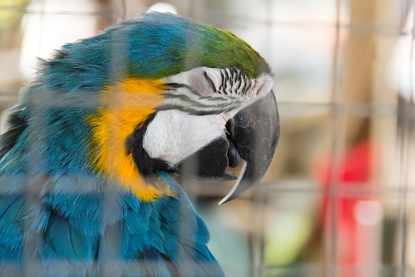 How Do Birds Sleep? - How do pet birds sleep?