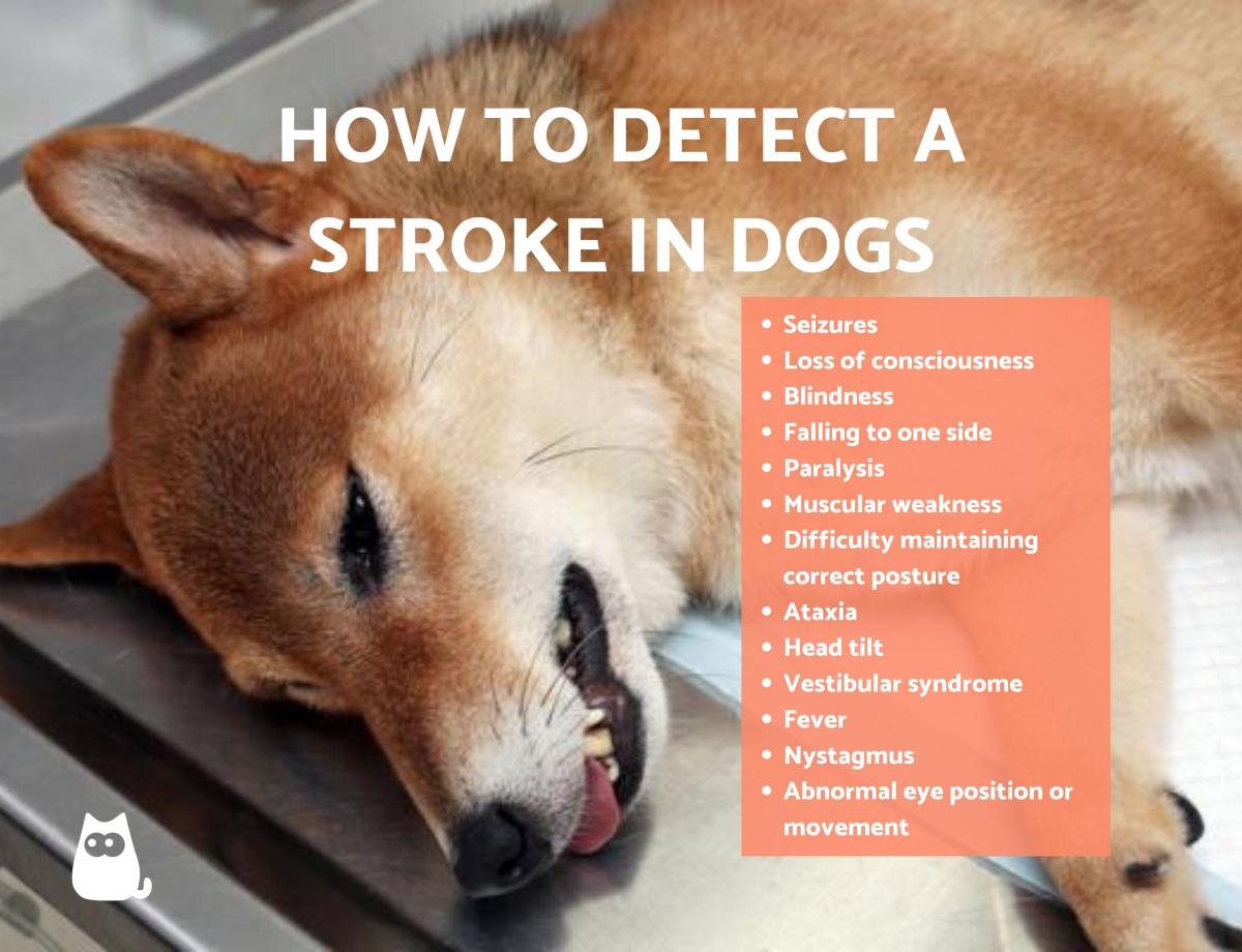 How to Detect the Symptoms of Stroke in Dogs