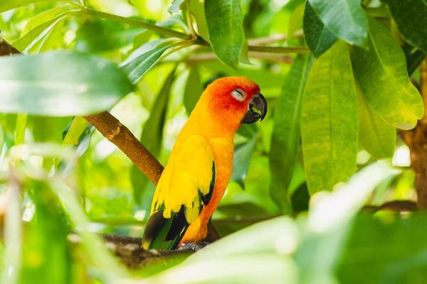 How Do Birds Sleep? - Where do birds sleep?