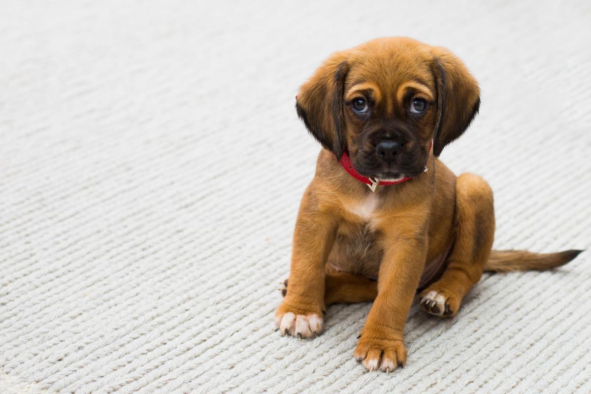 Homemade Remedies for Diarrhea in Dogs