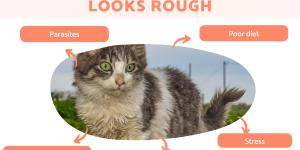 My Cat's Fur Looks Rough