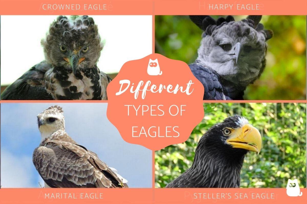 Types of Eagles - Different Eagle Species with Photos