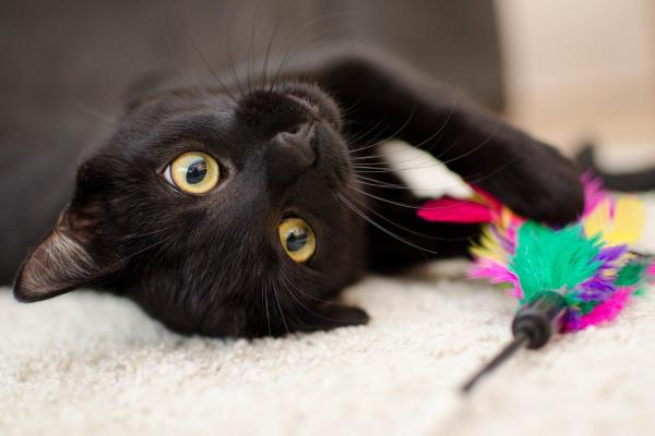 Why Does My Cat Flop Down When They See Me? - 2. They want to play with you