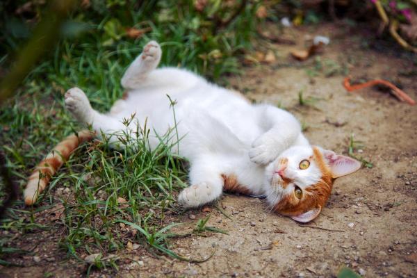 Why Does My Cat Flop Down When They See Me? - 4. To mark their territory