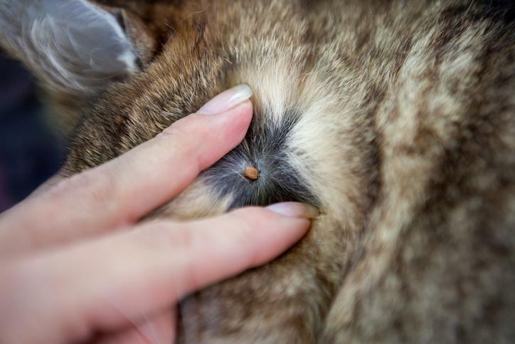 How Do I Spot And Remove A Tick From My Cat