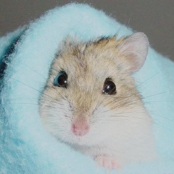 How Long Do Hamsters Live For?