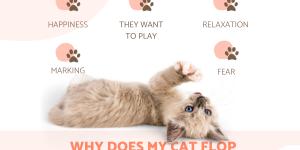 Why Does My Cat Flop Down When They See Me?