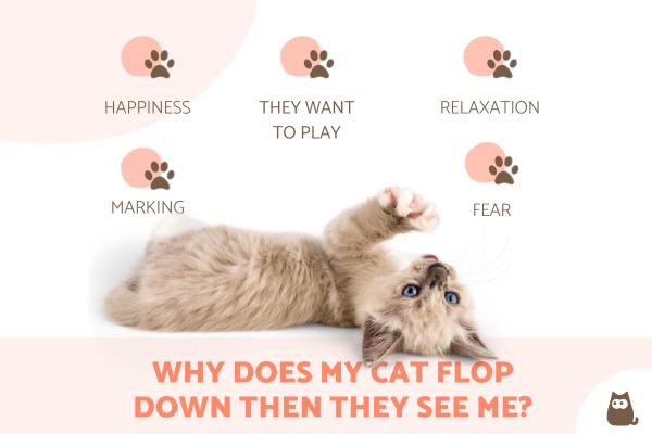 Why Does My Cat Flop Down When They See Me?
