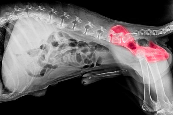 Is Your Dog Limping? Understanding Canine Osteoarthritis - Causes of osteoarthritis in dogs