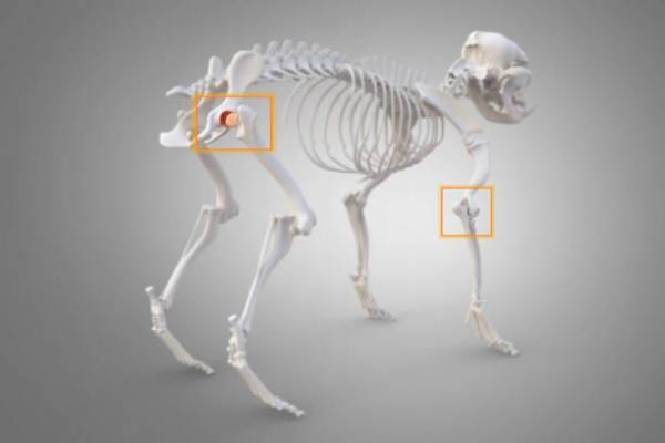 Is Your Dog Limping? Understanding Canine Osteoarthritis - What is osteoarthritis in dogs?