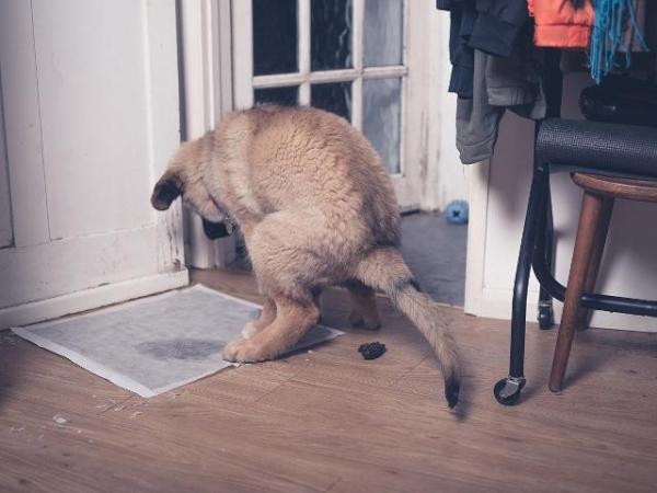 Why is my Dog Pooping in the House Suddenly?