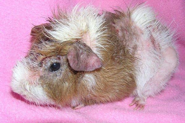 My Guinea Pig Has Mites - Symptoms, Types and Treatment