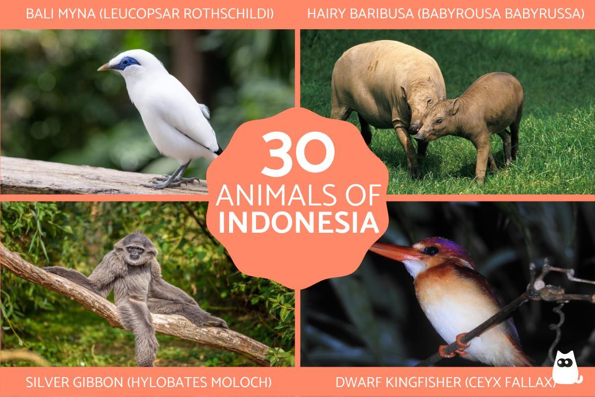 30 Iconic Indonesian Animals - Photos and Facts