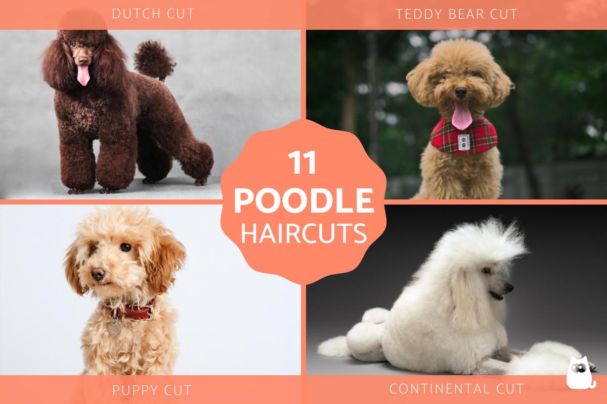 Poodle Cuts - Haircuts for Poodles