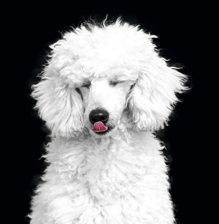 Whitening dog fur discount