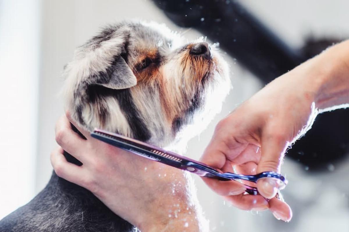 What Dog Breeds Should Not Be Shaved?