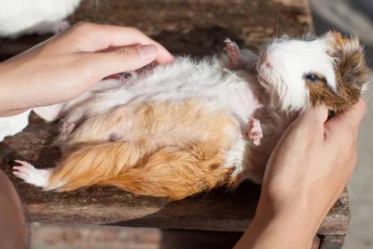 Visual Reference: 6 Most Common Guinea Pig Diseases