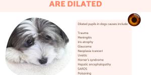 My Dog's Eyes Are Dilated